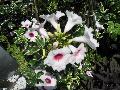 Bower Vine / Pandorea jasminoides 